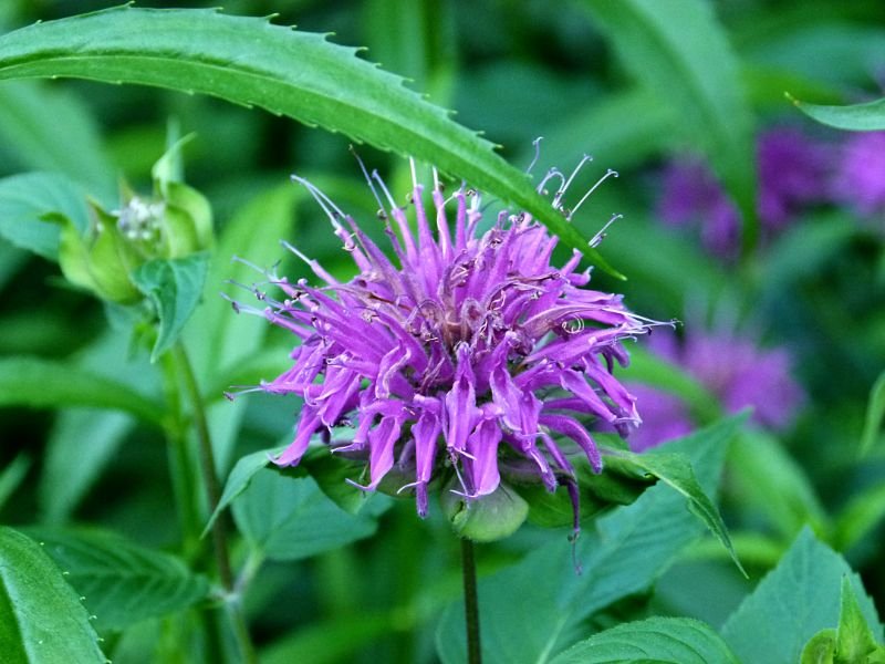 11 Crop That Has Purple Flowers