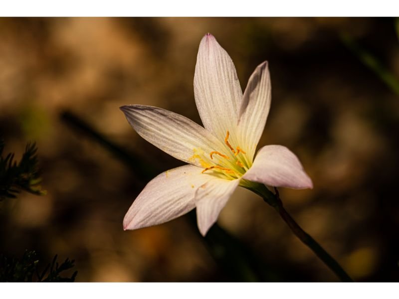 Rain Lily (Zephyranthes) tropical shade plants