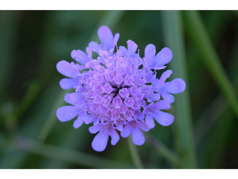 Scabiosa  blue flowers meaning is unfortunate love
