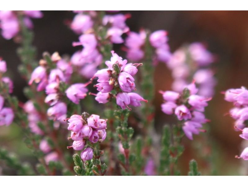 Scotch Heather purple plant that attracts butterflies