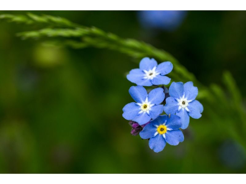 blue flower crop