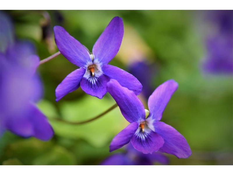 Sweet Violet purple flower you can eat