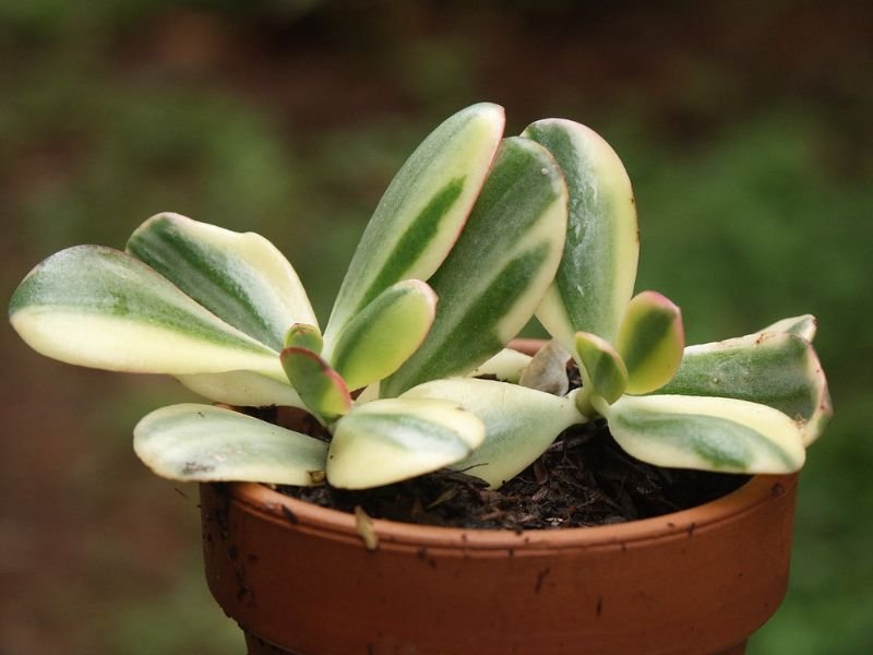 Variegated Jade Plant best plants for tropical terrarium