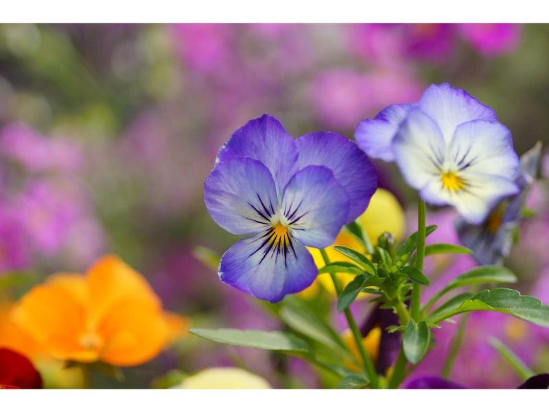 Lady’s Delight blue edible flowers