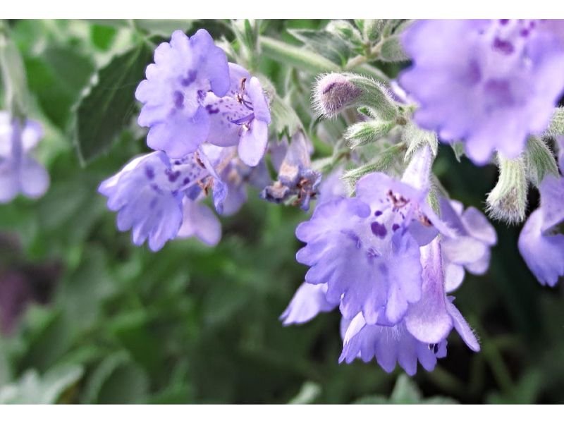 Walker’s Low Catmint little purple flowers you can eat