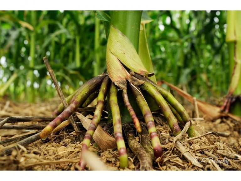 Adventitious Root Plants Care Harvest Indoor