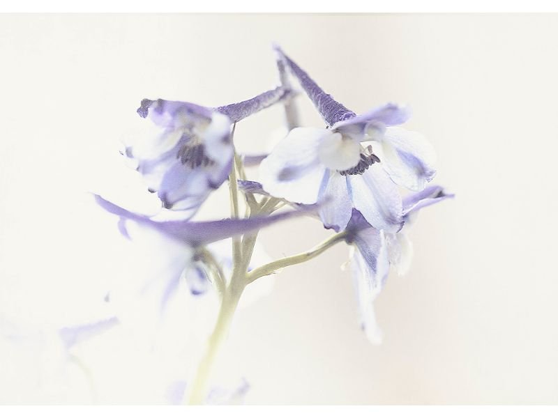 long stem blue flowers
