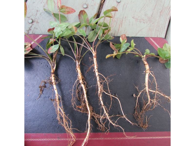 Complete Types of Root Systems in Flowering Plants
