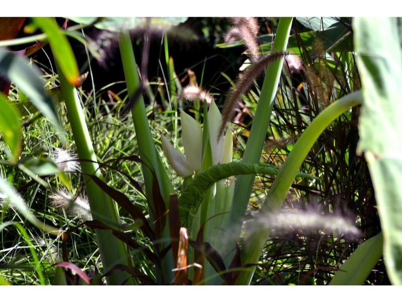 Calidora Elephant’s Ear (Alocasia x Calidora)  tropical plants for full sun and heat