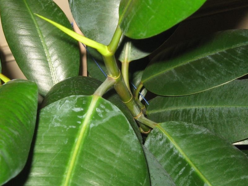 how to make rubber plant grow faster