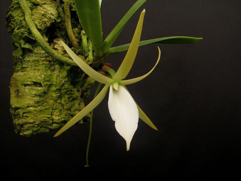 orchids roots sytems