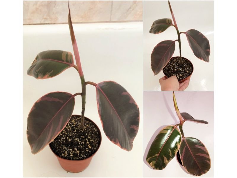 When and How To Prune Rubber Plant