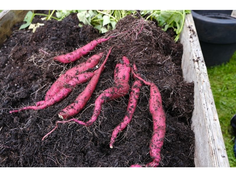 Tubers root systems