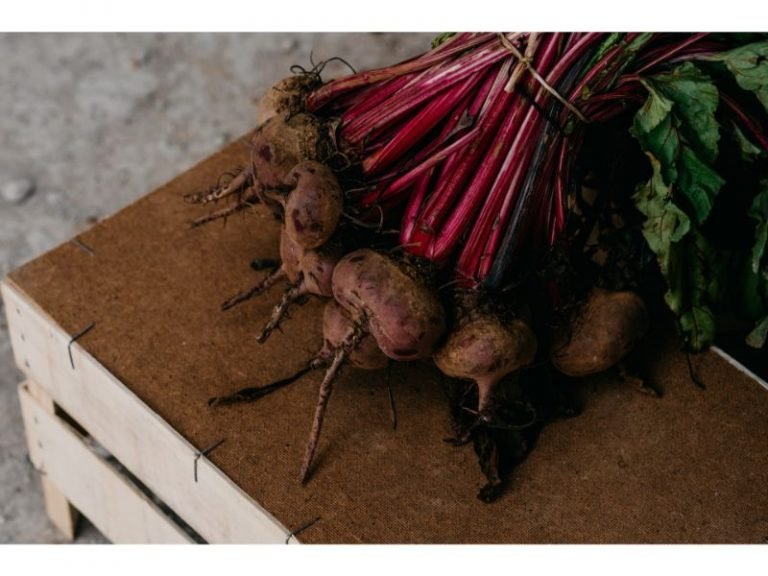 Taproot plants 101: A beginner's guide to growing and care - Harvest Indoor