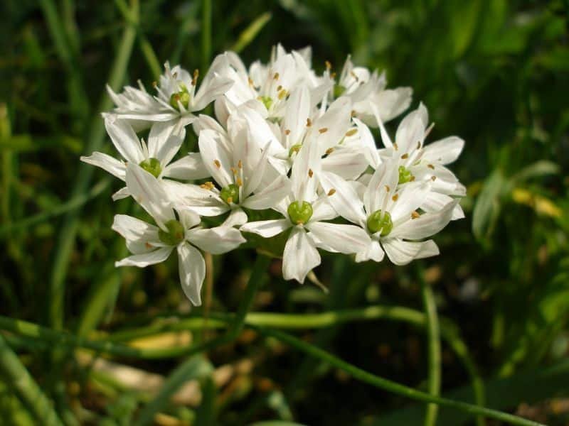 Allium neapolitanum flowers representing purity