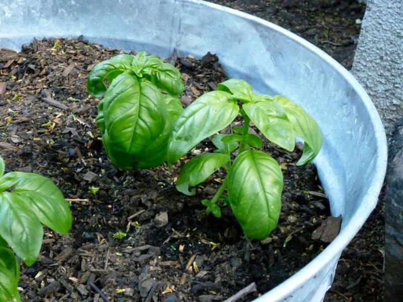 Basil herbs that grow in shallow soil