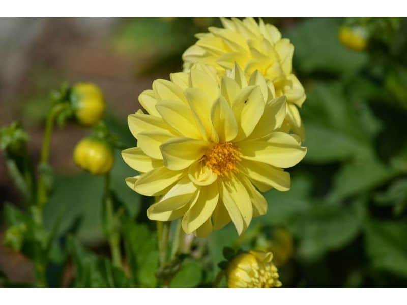 Bedding Dahlia yellow flower that means admiration