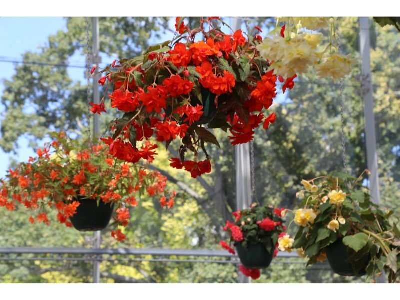 Begonia, annuals, red flowers 