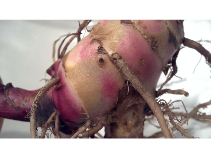 Canna lily rhizome root 