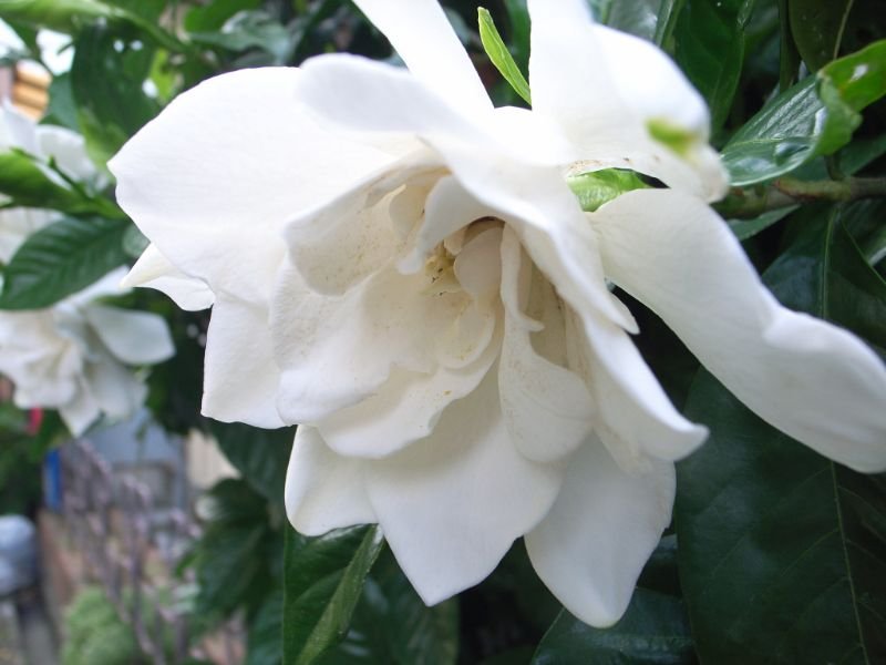 Cape Jasmine this flower is a symbol of purity