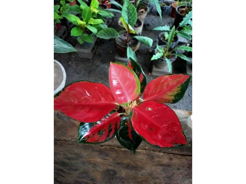 Philodendron Cherry Red care 