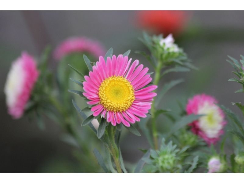 Chinese Aster 
