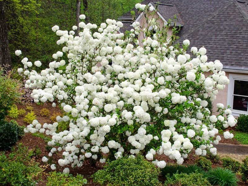 12 Shrubs With Deep Roots