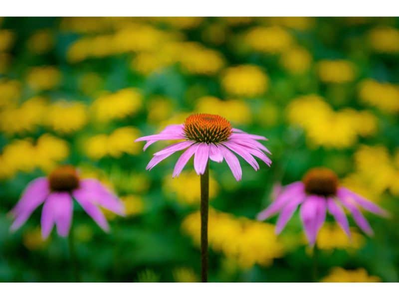Coneflower flower that means strong women