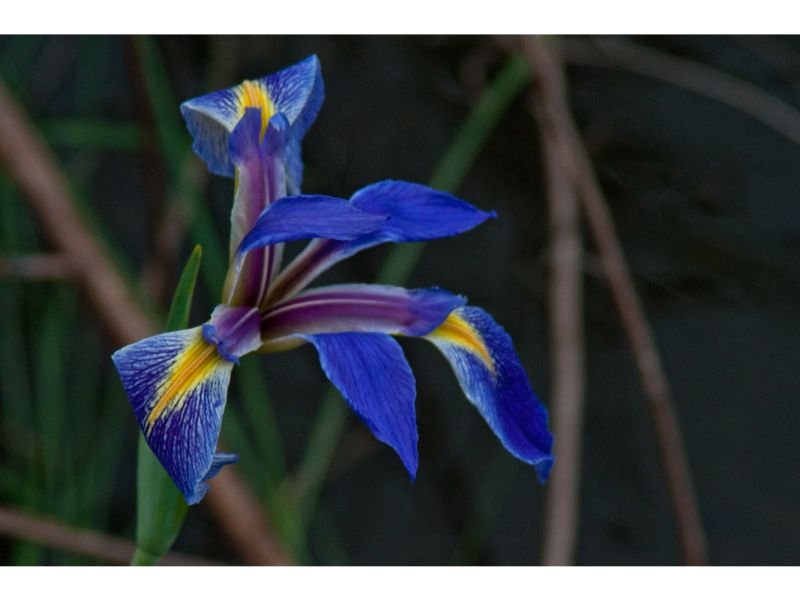 Dixie Iris cut flower for navy blue bouquet weddings