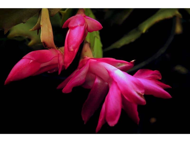 Easter Cactus red perennials for shade