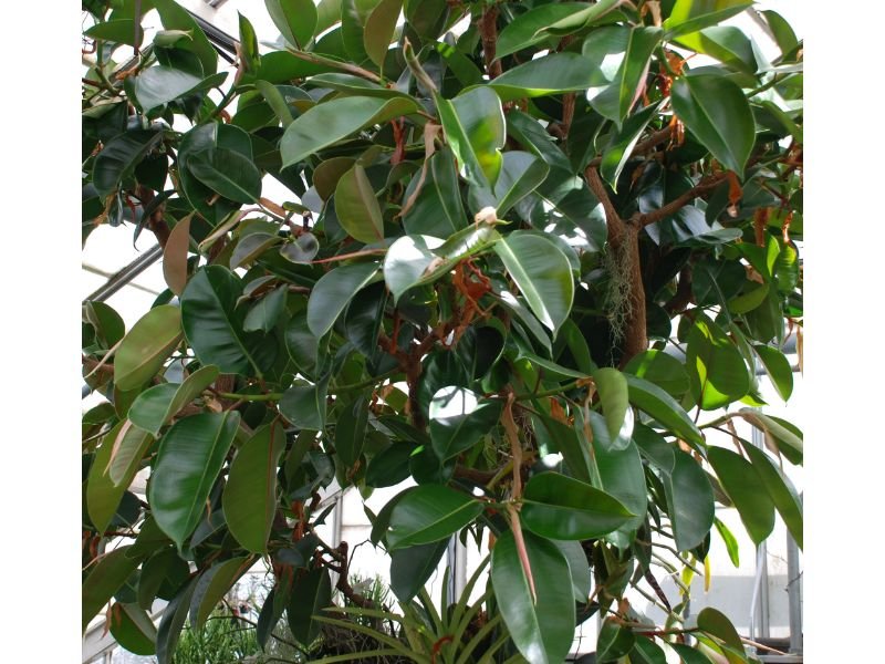 Ficus Elastica Decora
