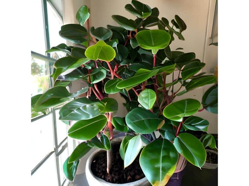 growing Ficus robusta care guide