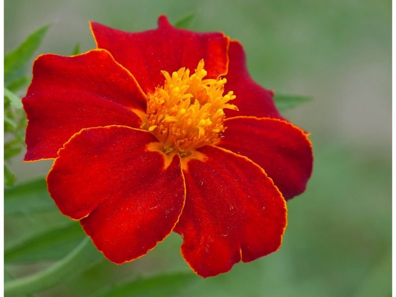 Marigold flower that symbolizes knowledge
