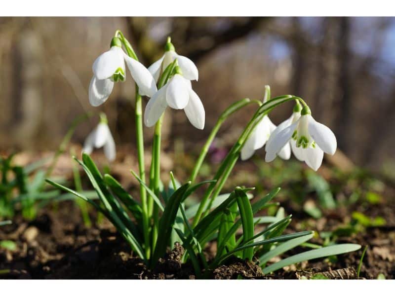Galanthus nivalis this flower is a symbol of purity