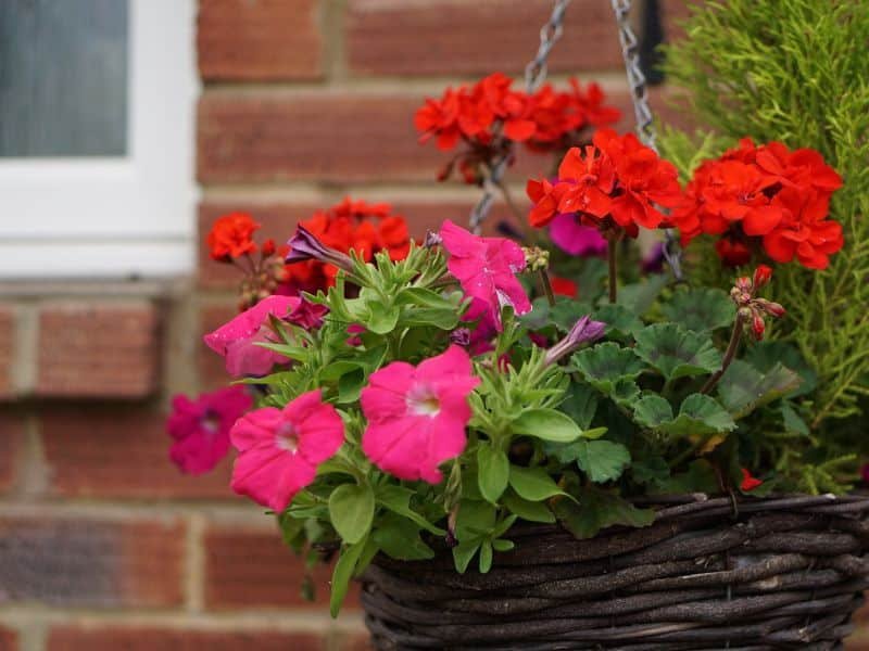 Geraniums Red Flowers For Hanging Baskets