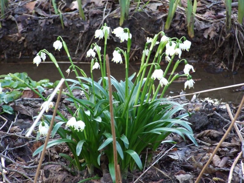 Giant Snowdrops grow next to river body