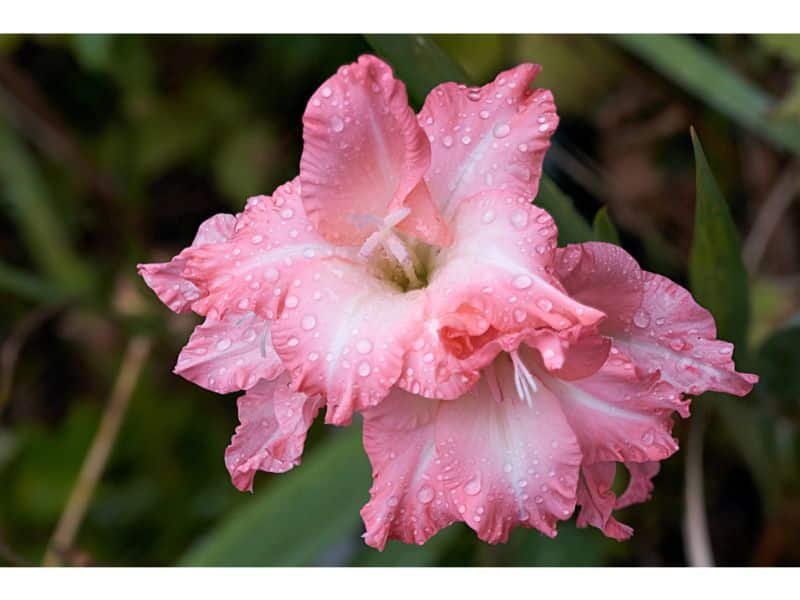 Gladiolus this flower is a symbol of purity 