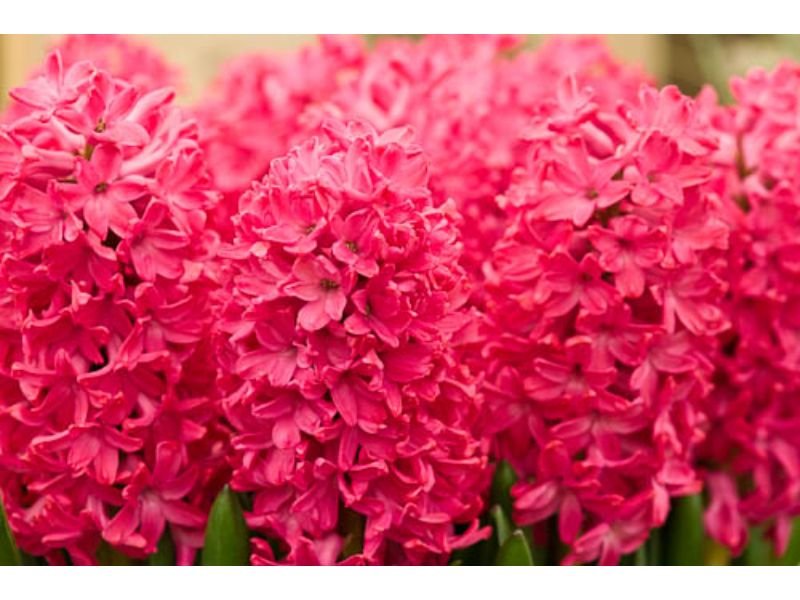 Hyacinthus orientalis poisonous red flowers