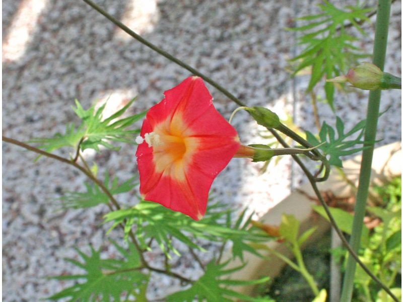 Ipomoea x multifida best red flowers for hummingbirds