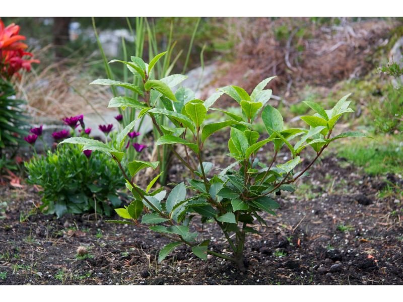 Laurus nobilis herbs that grow in shallow soil