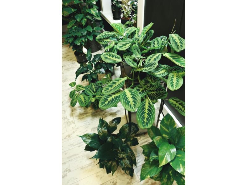 Lemon Lime Calathea houseplant 