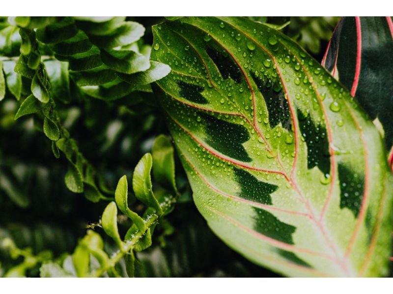 Lemon Lime Calathea Care Guide