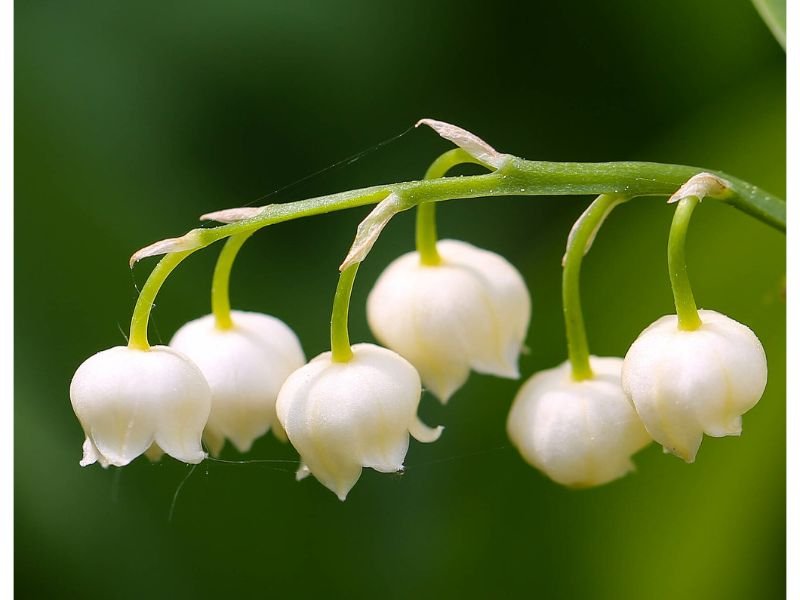 Lily of the Valley flowers that mean purity