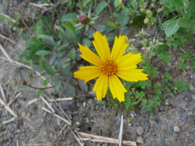 Tickseed flower clay soil , perennial, yellow, in zone 7