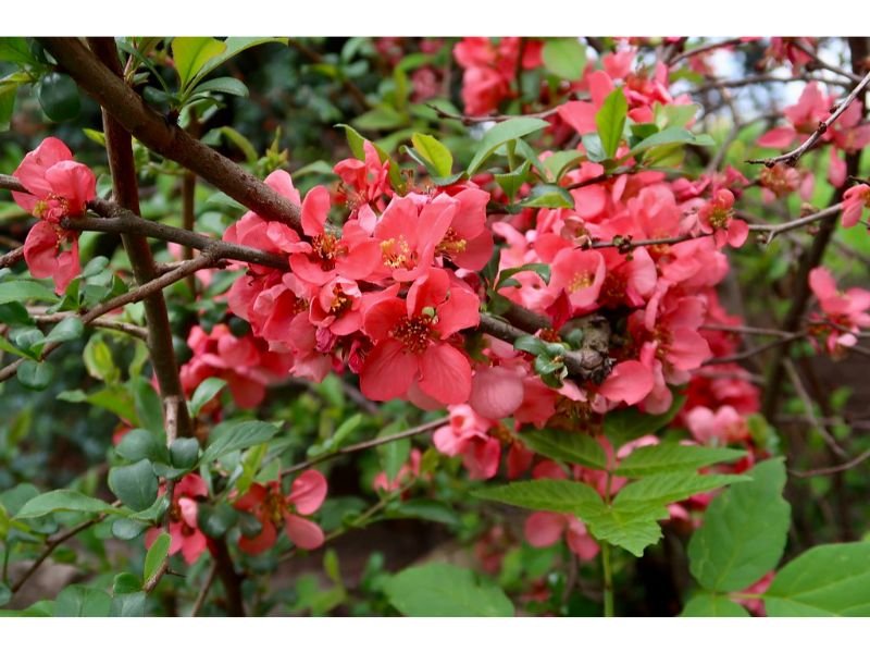 Maule’s Quince shrubs with deep roots