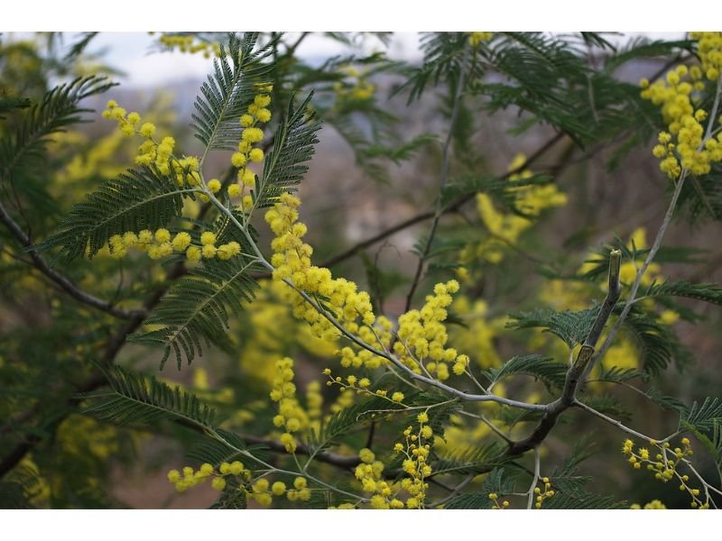 Mimosa flower that symbolizes strong woman