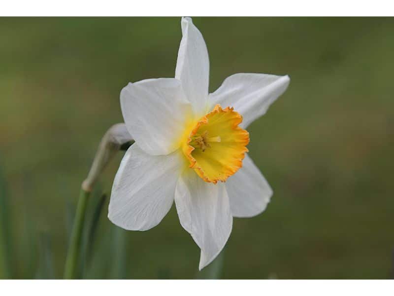 Narcissus flower that symbolizes strong woman