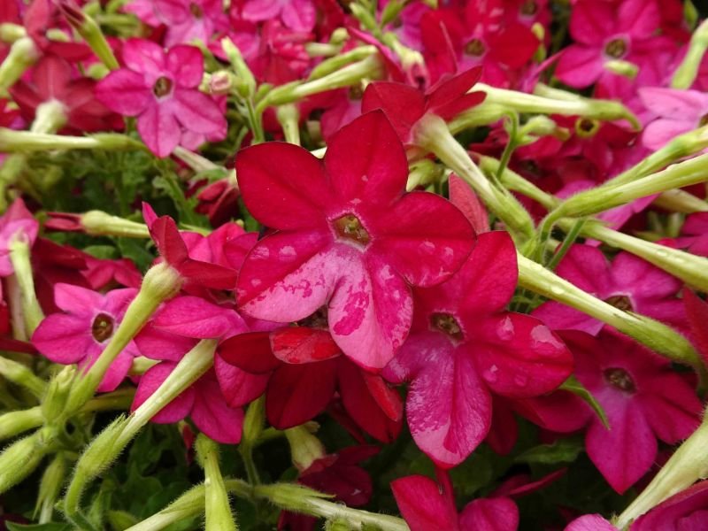 Nicotiana alata what red flowers do hummingbirds like