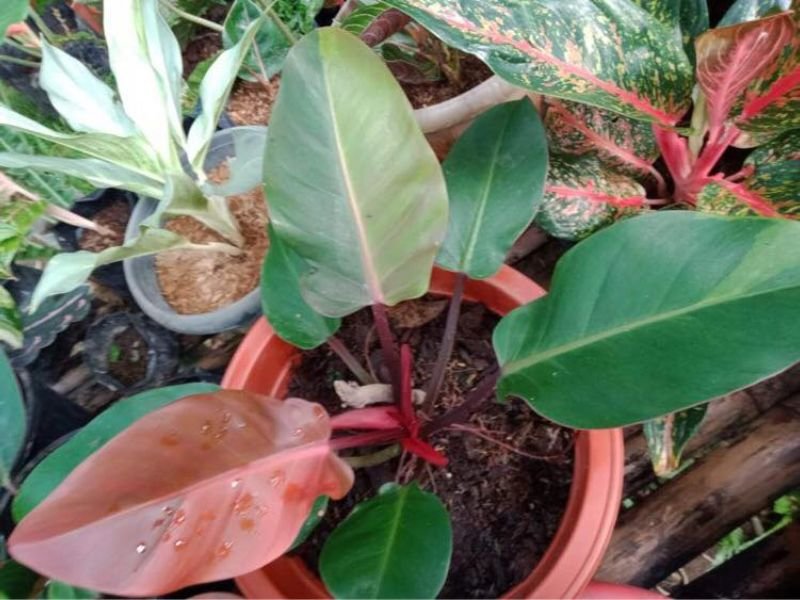 Philodendron Cherry red vs Prince of Orange: Which One Is Better?