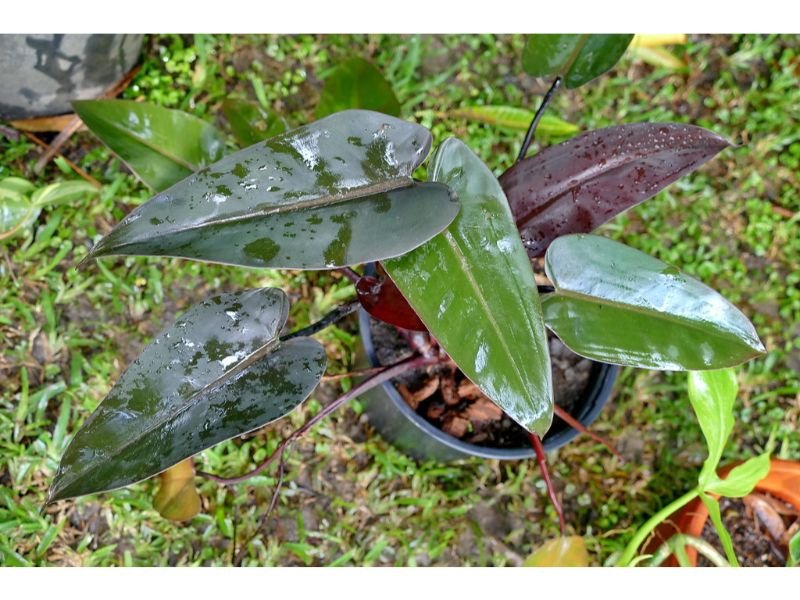 Philodendron Species With Reddish Color Leaves